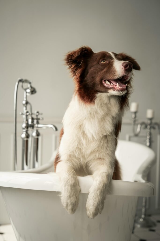 Charming border collie in a white bathtub, captured indoors with a cute expression.